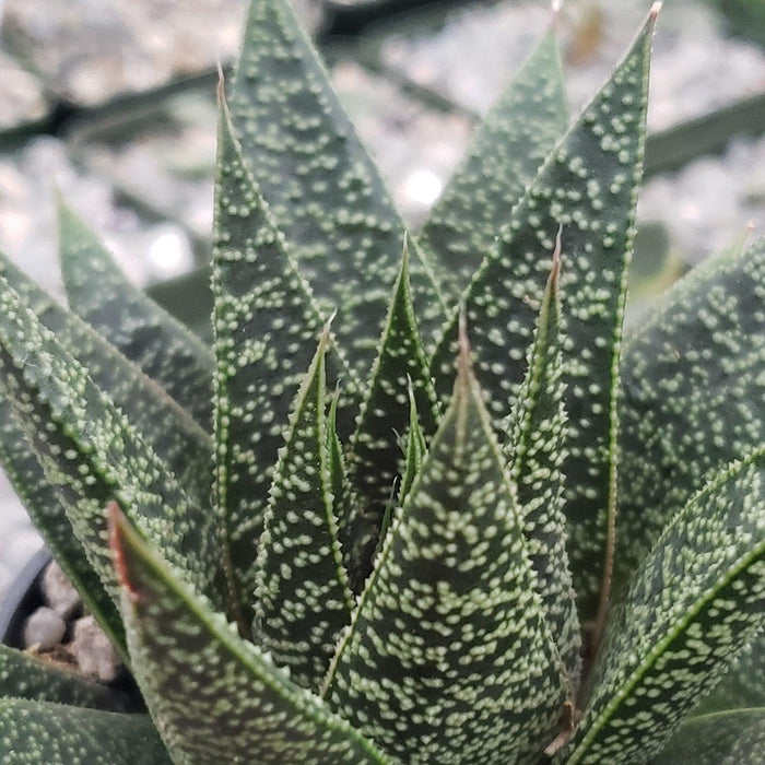 Close-up of a Gasteria Flow succulent with pointed green leaves and white speckles in a rosette shape, nestled among small rocks.