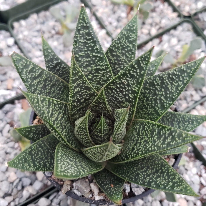 A close-up of a green Gasteria Flow succulent with pointed, speckled leaves, growing in a small gravel-filled pot.