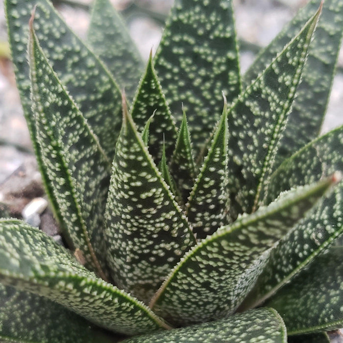 Close-up of Gasteria Flow succulent with pointed green leaves, white speckles, and rosette pattern against a softly blurred background.