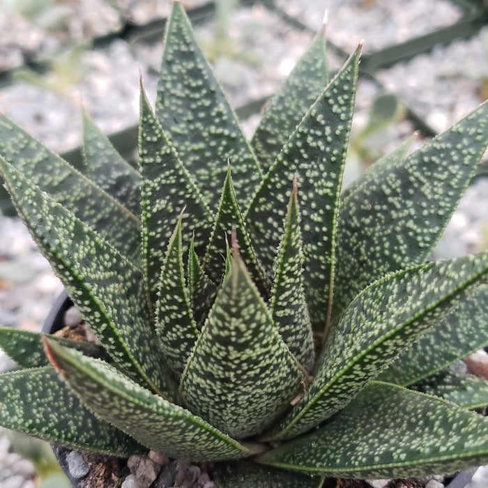 Close-up of the Gasteria Flow succulent with thick green leaves and white speckles in a rosette; blurred succulents and gravel behind.