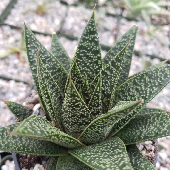 Close-up of a Gasteria Flow succulent with green, triangular leaves speckled white, set in light gravel and displayed in a pot.