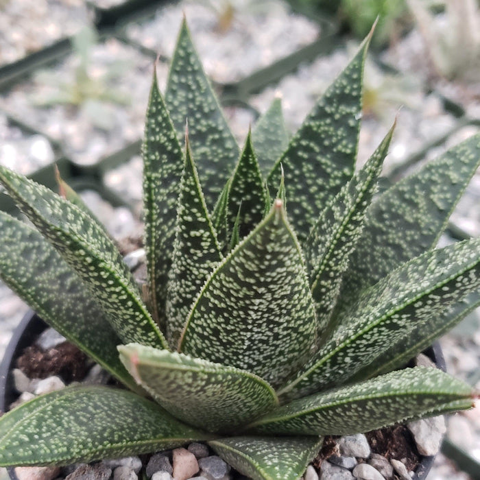 Close-up of a Gasteria Flow succulent with pointed green leaves and white speckles in rocky soil, surrounded by other succulents.