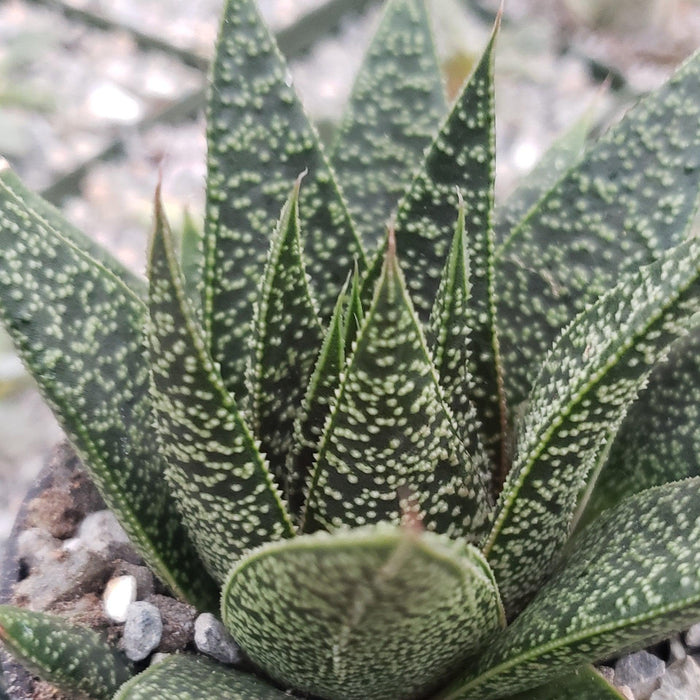 Close-up of a Gasteria Flow succulent, showing its distinct patterns and textures, ideal for adding unique greenery to your space.