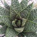 4" Pot