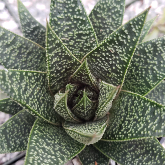 4" Pot