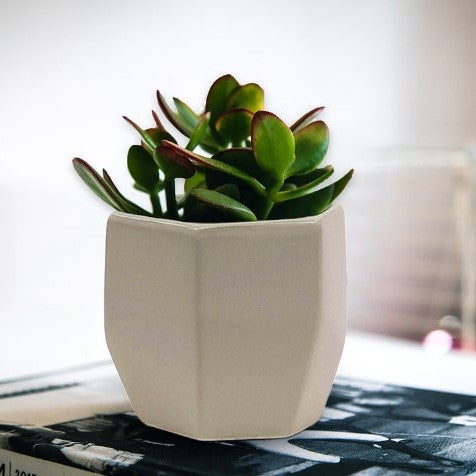 Front view of Geometric Matte Pot showcasing sleek white matte finish and geometric shape with a plant indoors