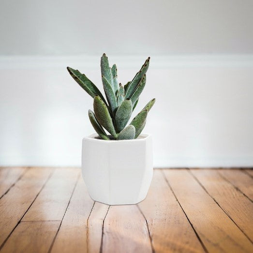 A small green succulent in a geometric matte pot rests on a wooden floor with a plain white wall, perfect for modern decor.