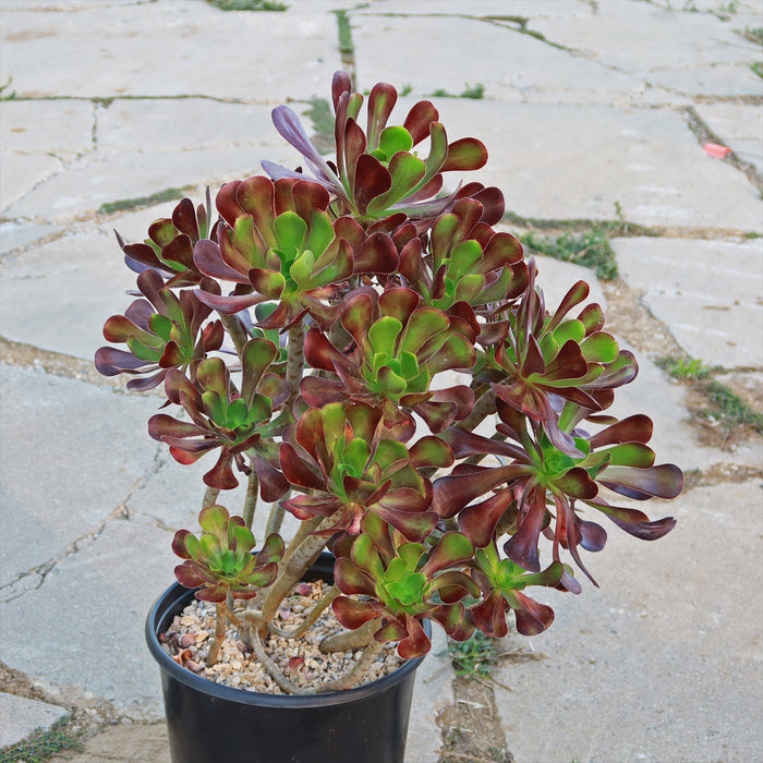 Front view of Giant Red Aeonium Cyclops showcasing red and green rosettes in a nursery pot