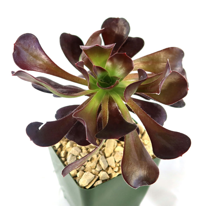 Close-up of Giant Red Aeonium Cyclops with dark red rosette leaves green center and square pot on white background
