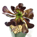 Close-up of Giant Red Aeonium Cyclops with dark red rosette leaves green center and square pot on white background