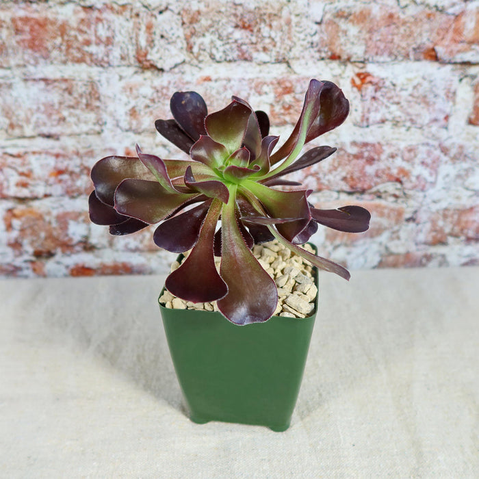 Front view of Giant Red Aeonium Cyclops showcasing dark red rosette leaves in a green square pot against a brick wall