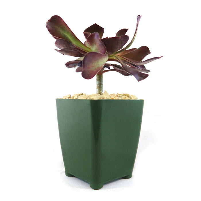 Front view of Giant Red Aeonium Cyclops showcasing dark red rosette leaves in a green pot on a white background