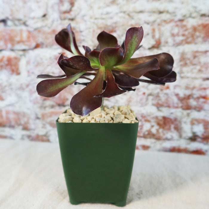 Front view of Giant Red Aeonium Cyclops showcasing its dark red rosette in a green pot with a brick wall background