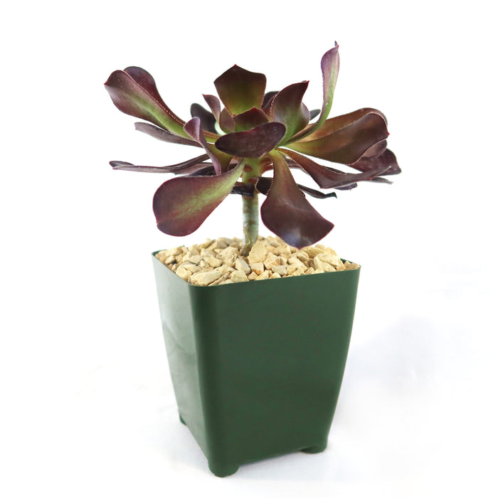 Front view of Giant Red Aeonium Cyclops showcasing a dark red rosette in a green square pot on a white background