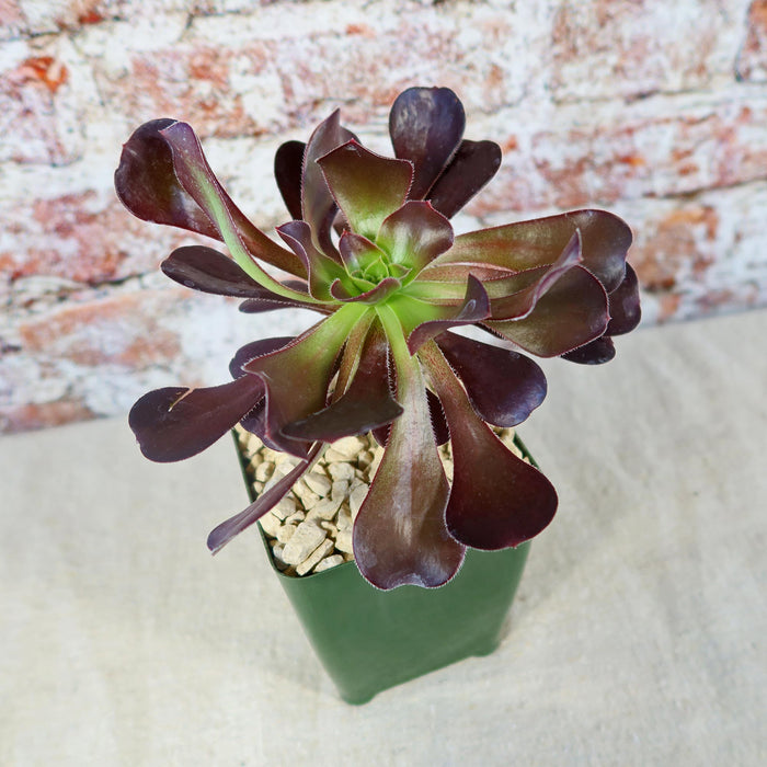 Close-up of Giant Red Aeonium Cyclops showcasing dark red rosette leaves in a green square pot