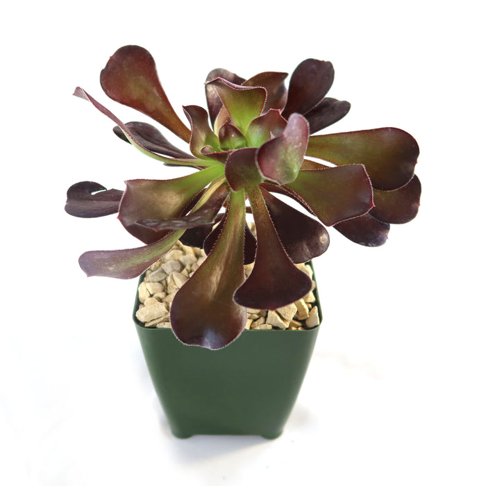 Front view of Giant Red Aeonium Cyclops showcasing dark red rosette leaves in a green pot
