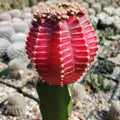 Close-up of a vibrant Grafted Fuchsia Moon Cactus with ribbed texture and tiny spines, seen against a softly blurred background of cacti.