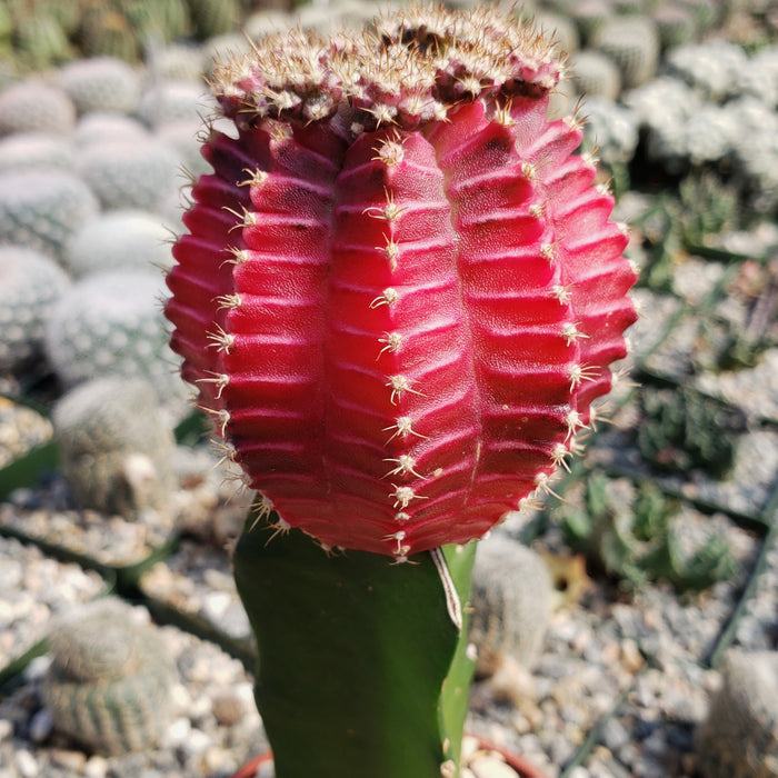 Close-up of a vibrant Grafted Fuchsia Moon Cactus with ribbed texture and tiny spines, seen against a softly blurred background of cacti.