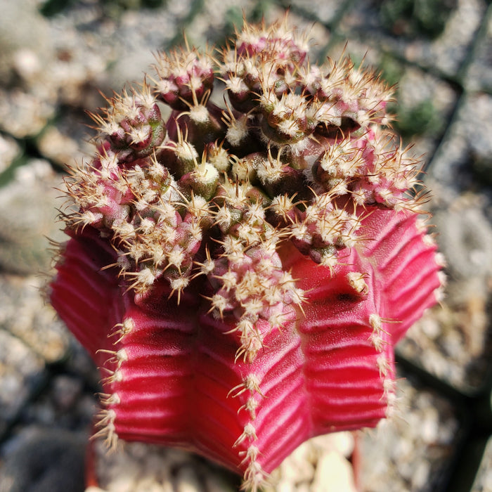 Close-up of the Grafted Fuchsia Moon Cactus, showcasing its bright fuchsia color and unique appearance.