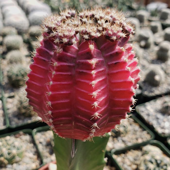 Close-up of a Grafted Fuchsia Moon Cactus with vivid colors and unique grafted form, perfect for adding color to your plant collection.