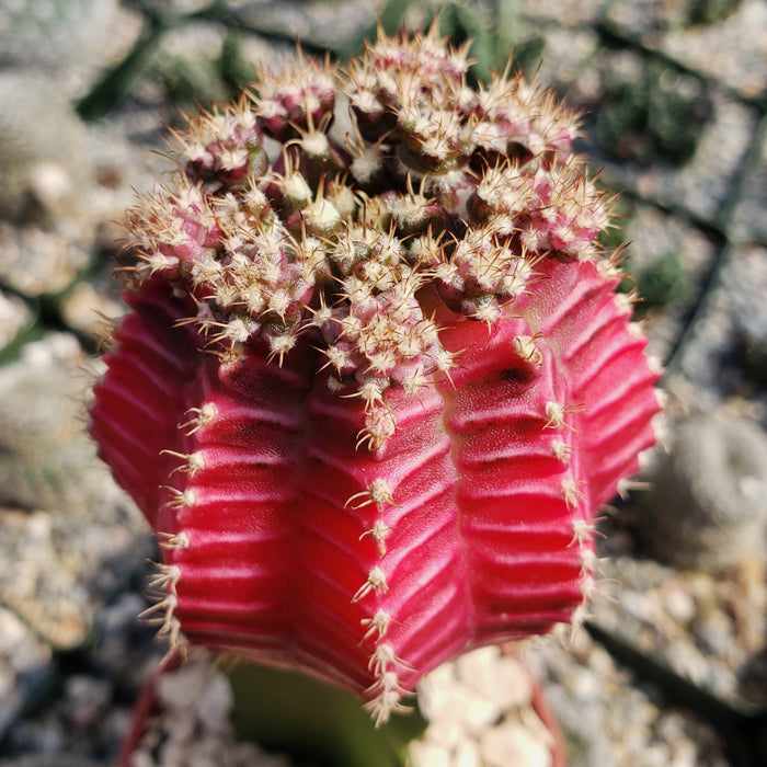 Close-up of a Grafted Fuchsia Moon Cactus with ridged sides and spiky buds, pebbles and blurred grafted cacti in the background.
