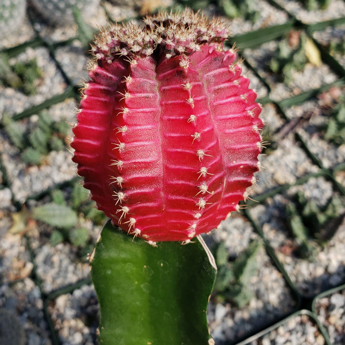 Close-up of a Grafted Fuchsia Moon Cactus with a vivid pink, ribbed top and green base, among other cacti and decorative gravel.
