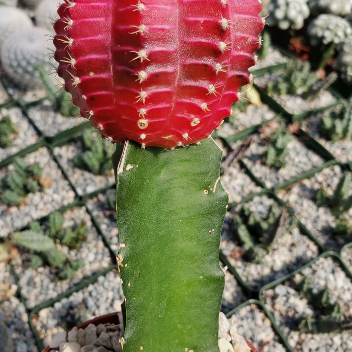 Close-up of a Grafted Fuchsia Moon Cactus with bright pink top and green base, surrounded by small potted cacti on gravel.