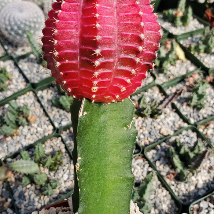 The Grafted Fuchsia Moon Cactus has a bright pink top on a green stem, potted in gravel with other cacti in the background.