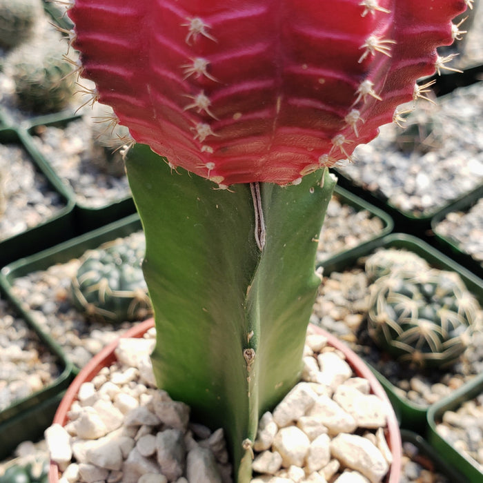 Close-up of a Grafted Fuchsia Moon Cactus with a vivid pink top and green stem in white gravel, surrounded by other potted cacti.