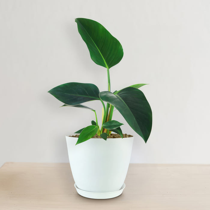 Front view of Green Congo Philodendron showcasing large glossy green leaves in a white pot against a light background