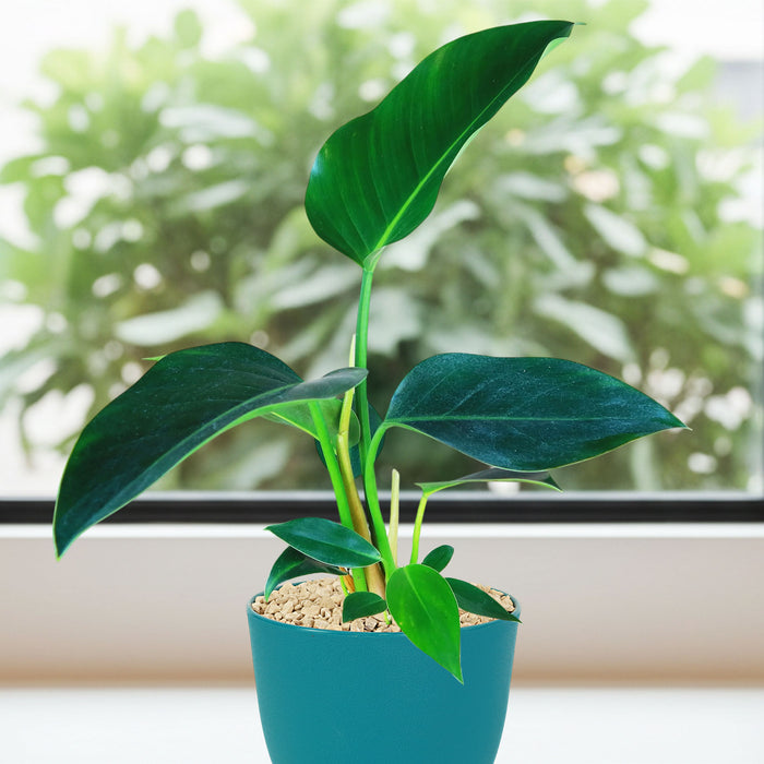 A Philodendron ‘Green Congo’ with large, glossy leaves sits on a windowsill, blurred outdoor greenery visible through the window.
