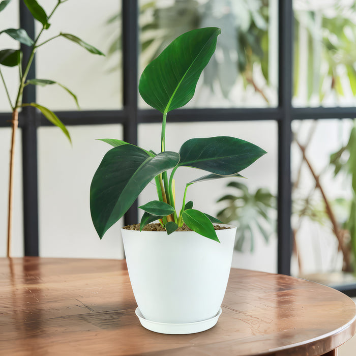 Philodendron ‘Green Congo’ with large, glossy leaves on a wooden table near a window, surrounded by other indoor plants.