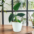 Philodendron ‘Green Congo’ with large, glossy leaves on a wooden table near a window, surrounded by other indoor plants.
