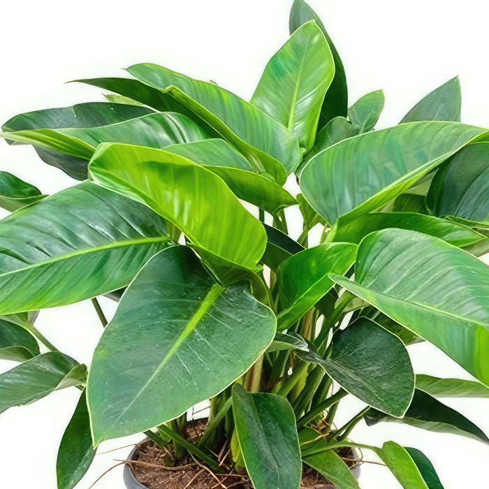 Philodendron ‘Green Congo’ tropical indoor plant with large green leaves, potted in soil against a white background. Air purifying.