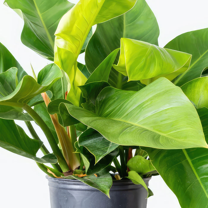 Close-up of Philodendron ‘Green Congo’ with large, glossy leaves in a dark gray pot against a white background, highlighting its tropical appeal.