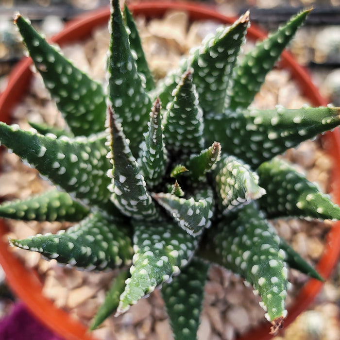 Top view of Haworthia pumila showcasing its compact rosette of dark green, white-spotted pointed leaves in a terracotta pot
