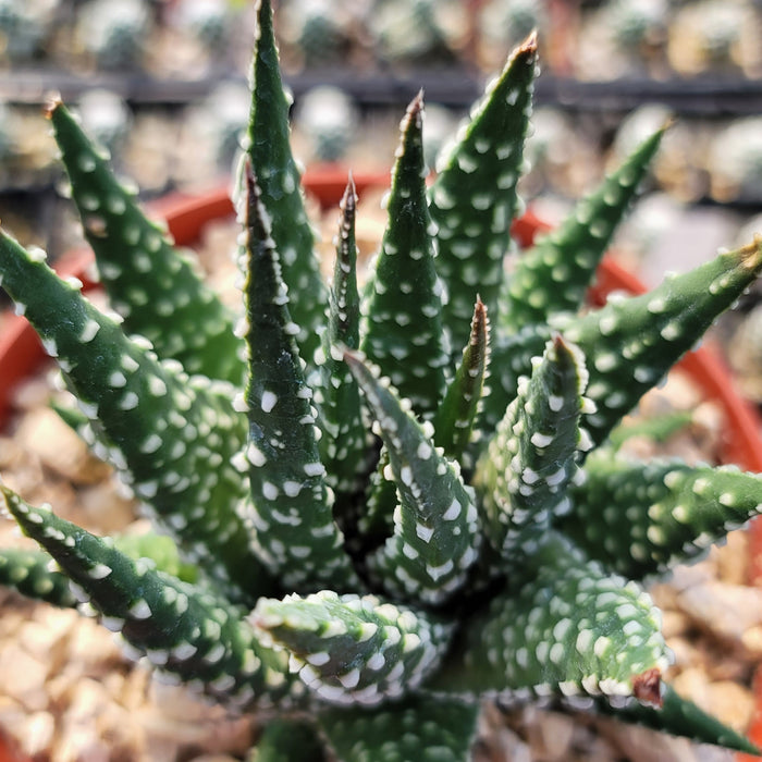 Close-up of Haworthia pumila succulent with pointed green, white-spotted leaves in a pebble-filled pot, texture and shape highlighted.