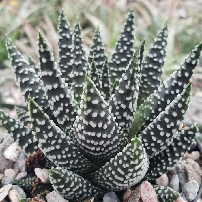 Close-up of Haworthia pumila showcasing its unique textured leaves and distinctive features, ideal for succulent enthusiasts.
