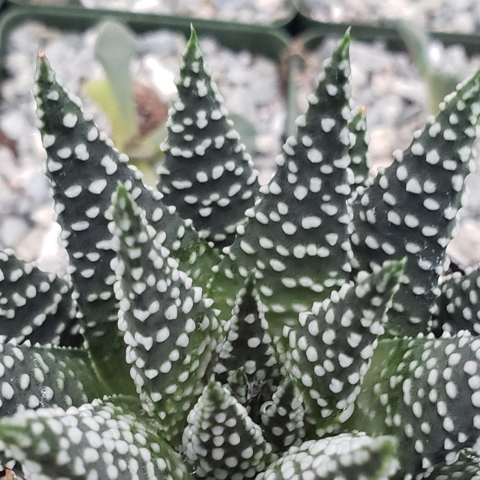 Close-up of Haworthia pumila showing intricate leaf textures and a look similar to a miniature aloe; ideal for succulent lovers.