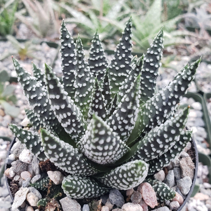 Close-up of a Haworthia pumila succulent with pointed, dark green leaves and white raised spots, surrounded by small pebbles.