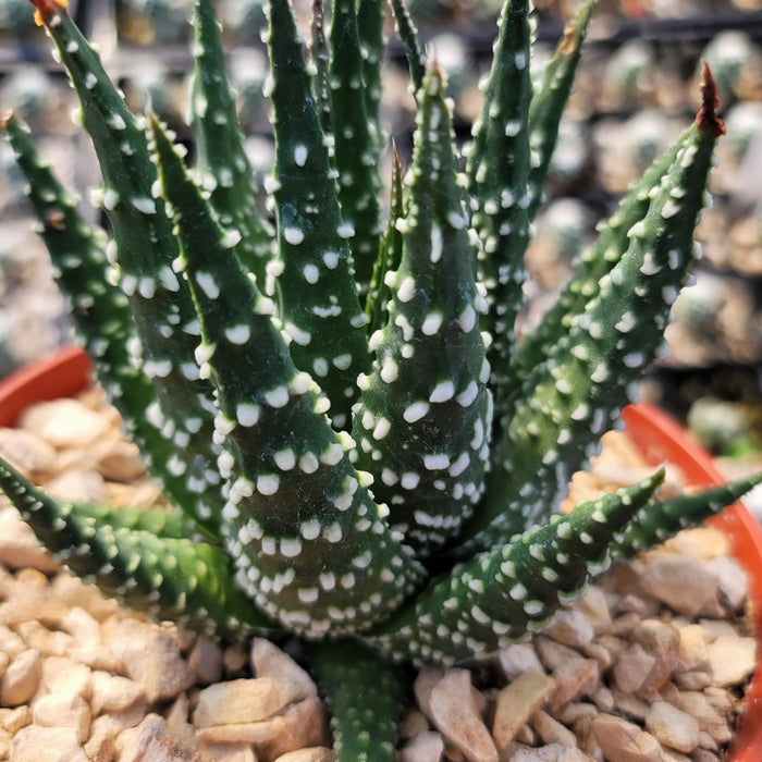 Haworthia pumila is a striking green succulent with white spots, perfect for adding natural charm to your home or office décor.