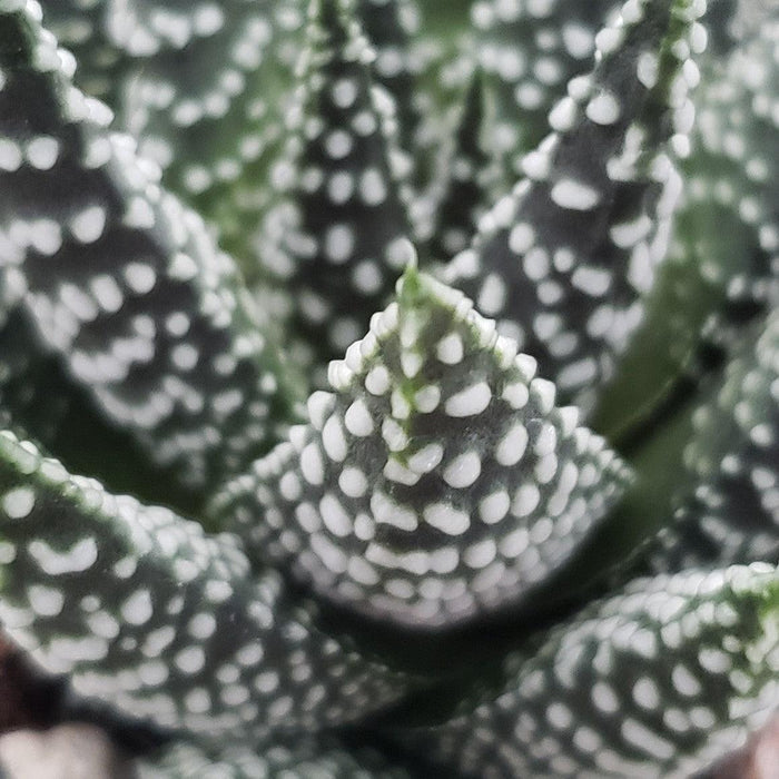Close-up of Haworthia pumila, highlighting its thick green leaves with white spots and textured patterns in soft focus.