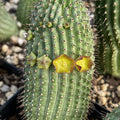 Close-up of Hoodia flava showcasing cylindrical spiny stems and yellow flowers with gravel background