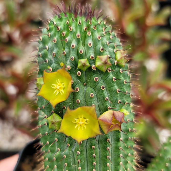 Close-up of Hoodia flava, a spiny South African succulent with a green spiny stem, yellow star-shaped flowers, and unopened buds.