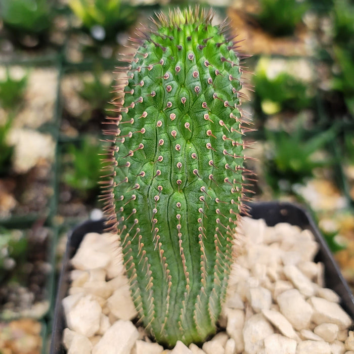 Hoodia flava, a spiny succulent shrub from South Africa, is potted and displays its unique charm as a decorative houseplant.