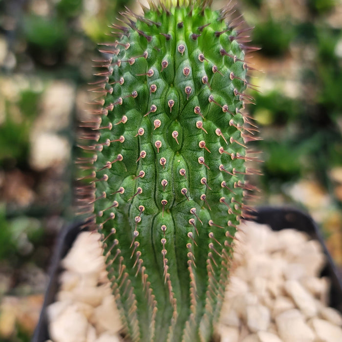 Close-up of Hoodia flava, a spiny green succulent with rows of thorns and textured surface in a pot with light rocks and blurred background.