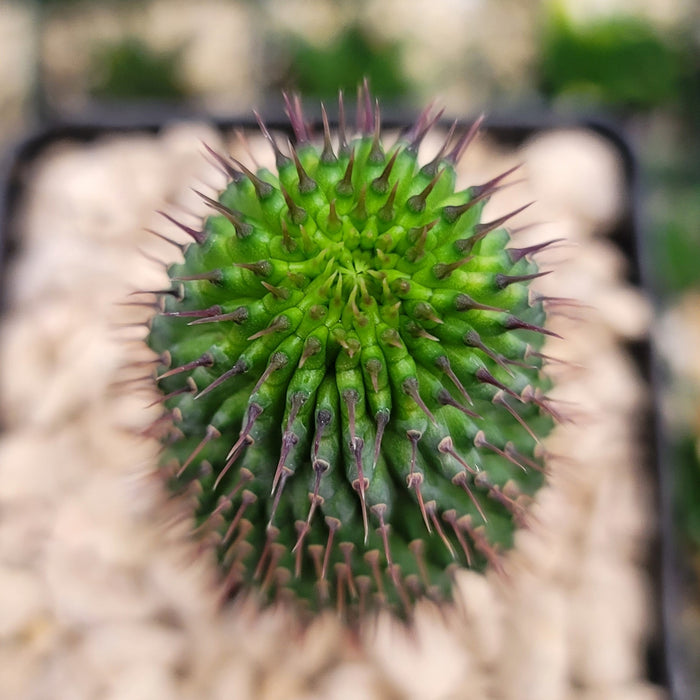 Top view of Hoodia flava, a small round green cactus with purple-tipped spines, on light rocks and soft greenery in the background.