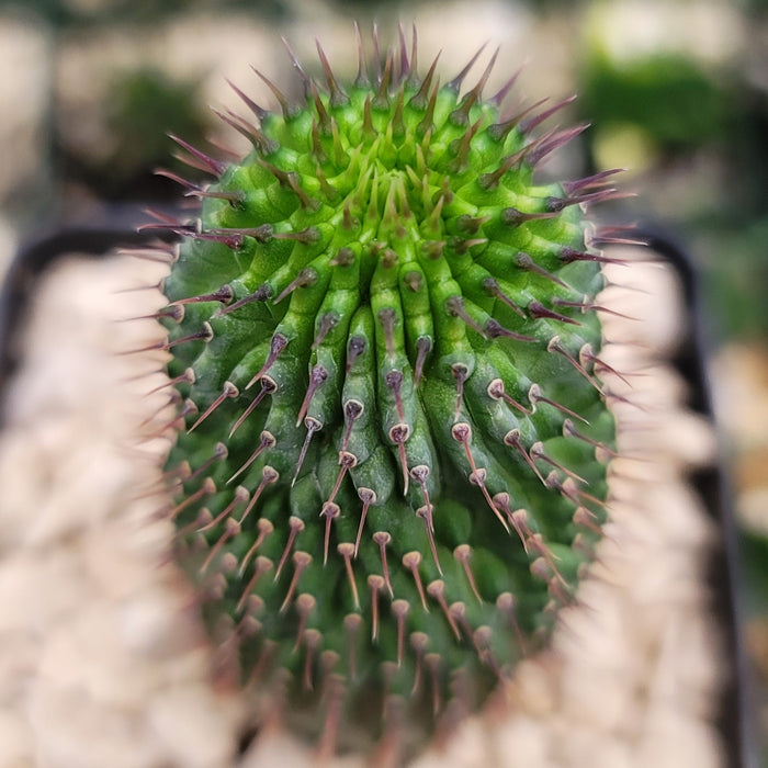 Close-up of Hoodia flava, a green spiny succulent with purple-tipped spines and textured surface, shown in sharp detail against a blurred background.