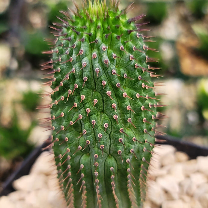 Close-up of Hoodia flava, a spiny South African succulent with brown spines and small raised dots, in a pot with light pebbles.