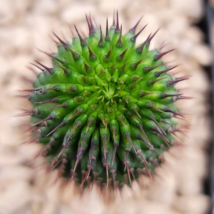 Top view of Hoodia flava, a spiny succulent with evenly spaced pointed spines, set against a blurred backdrop of light pebbles.